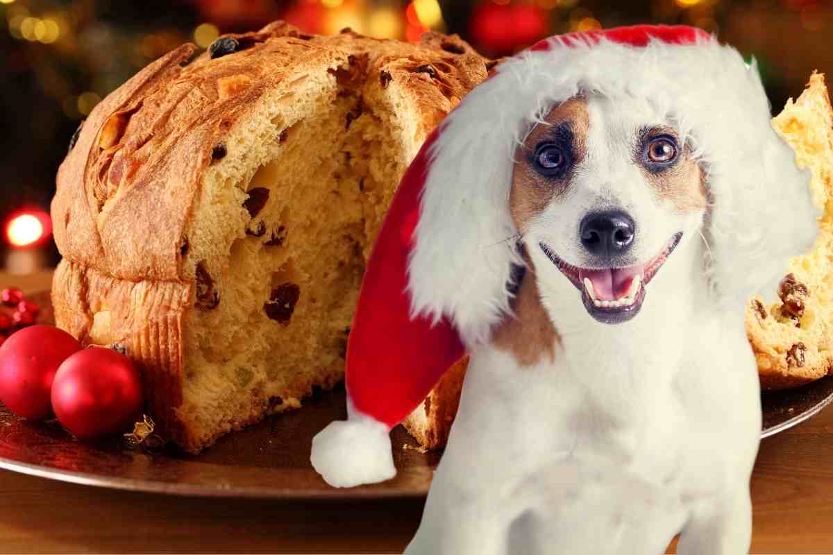 cane può mangiare pandoro
