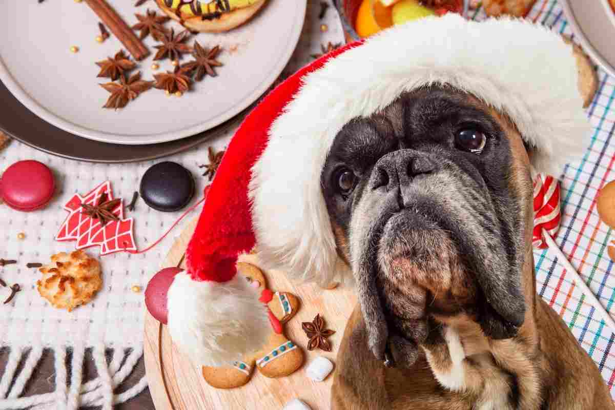 cane può mangiare pandoro