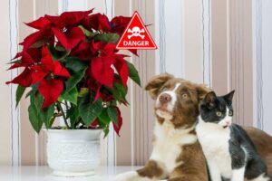 stella di natale tossica cani gatti