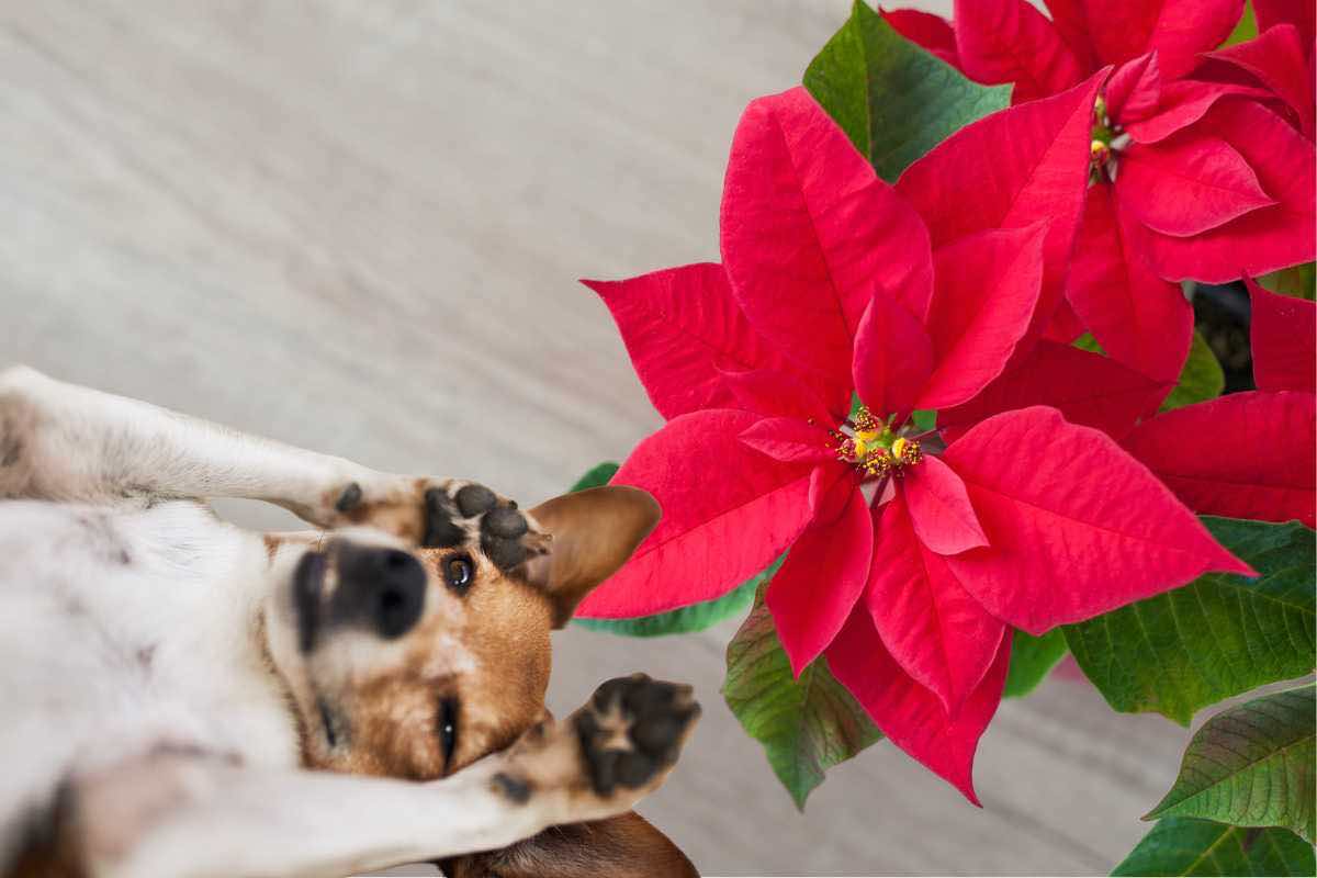 stella di natale tossica cani gatti 