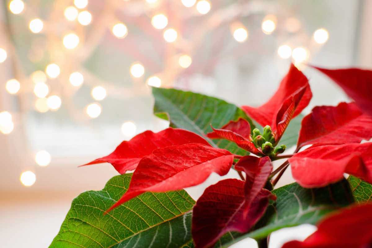 stella di natale tossica cani gatti 