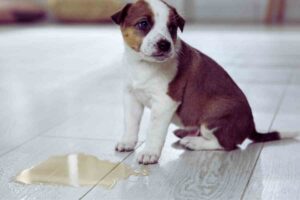 cane cucciolo che ha fatto la pipi sul pavimento