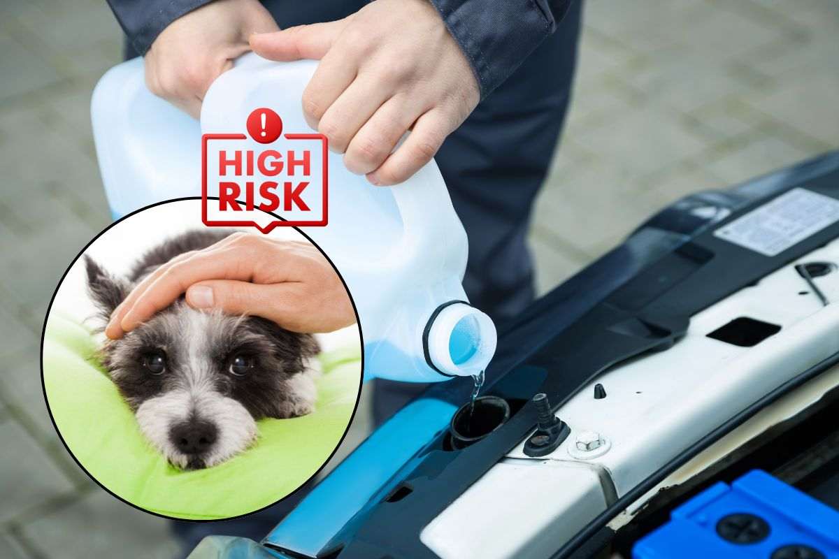 rischi liquido antigelo cani