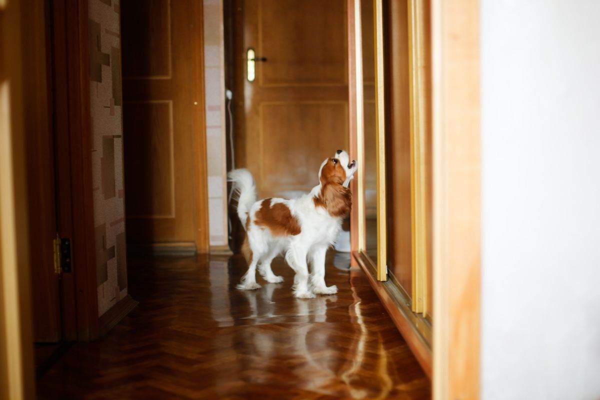 King Charles Spaniel abbaia alla porta