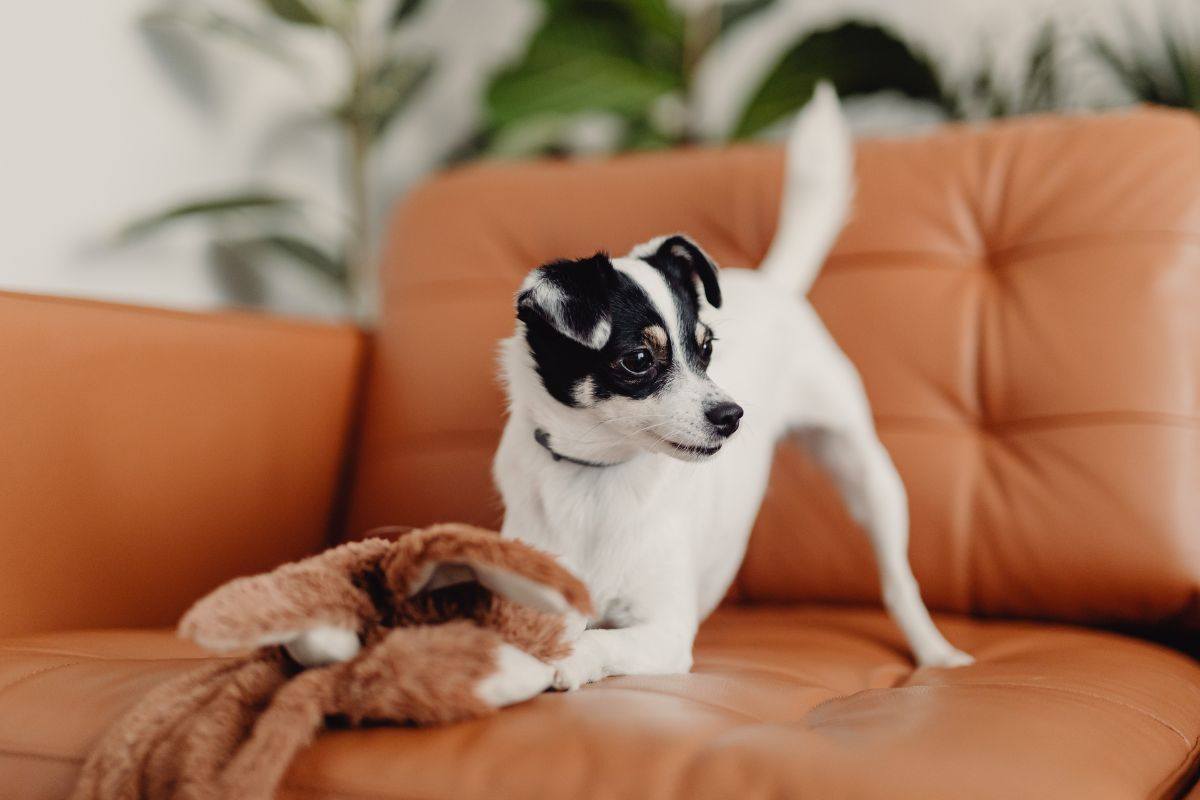 Cane gioca con il suo pupazzo sul divano