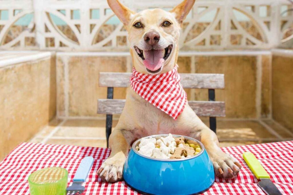 Cane pronto a mangiare