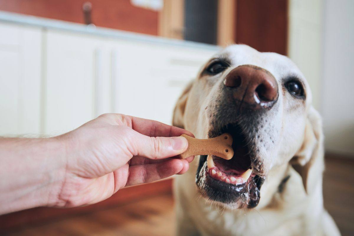Padrona concede un biscottino al suo cane