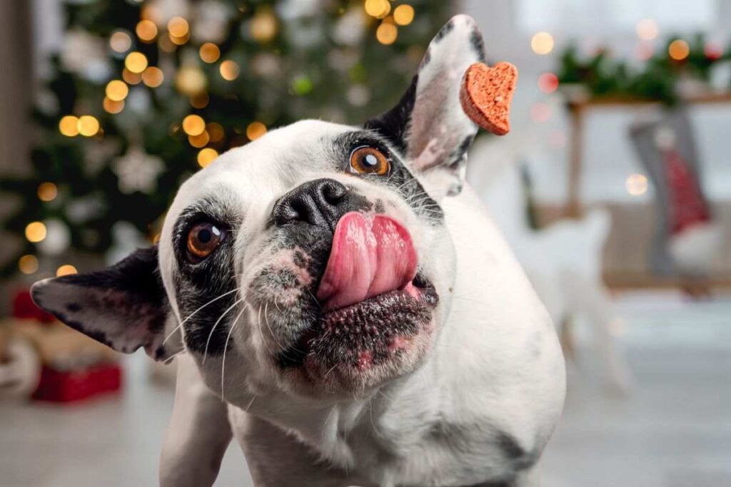 Cane con la lingua di fuori