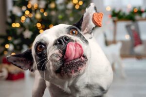 Cane con la lingua di fuori