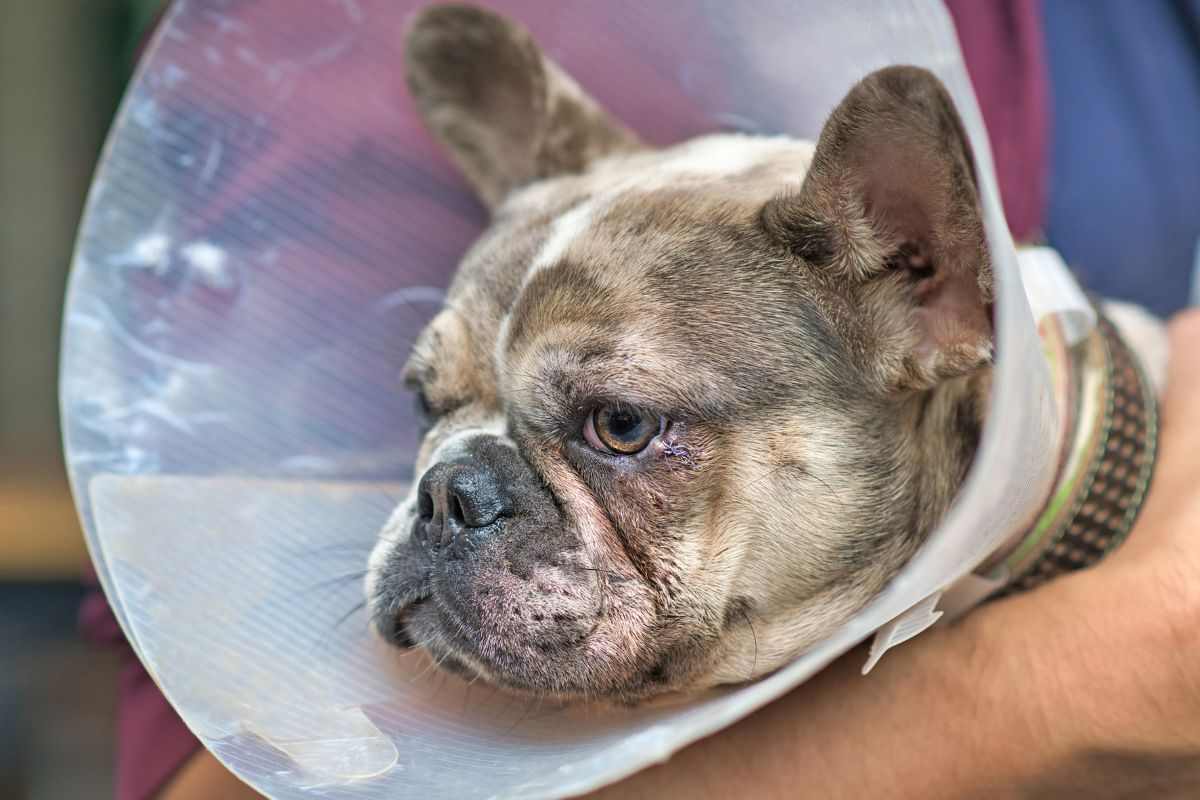 cagnolino con collare per non leccarsi le ferite