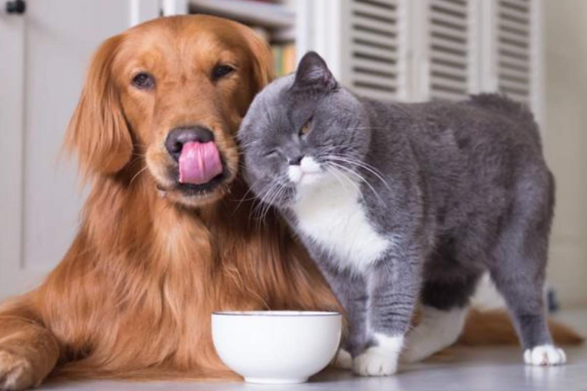 gatto fa le fusa al suo amico cane