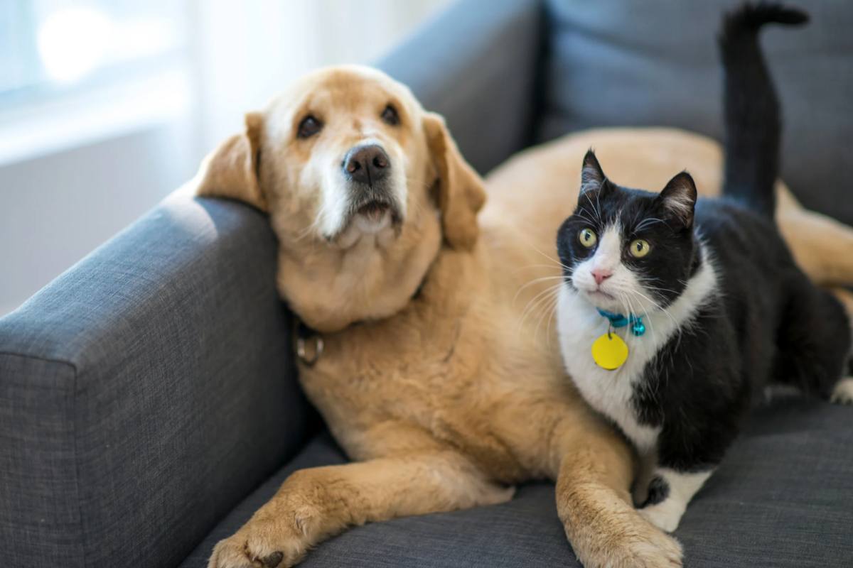 Cane e gatto amici fedeli