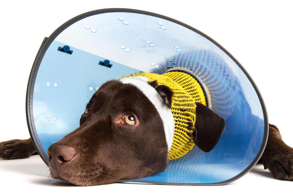 cane abbattuto per via delle ferite