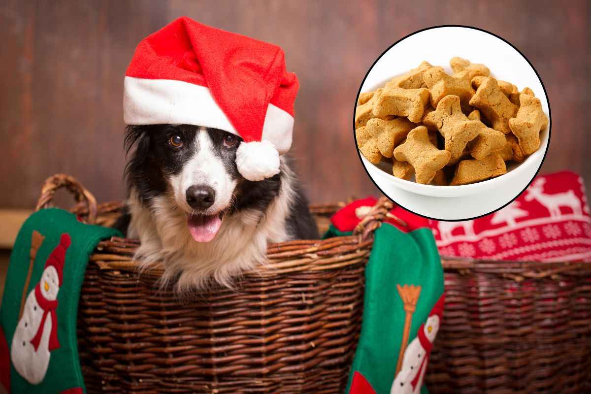 Un cane con cappellino natalizio