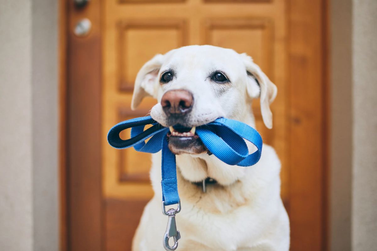 cane pronto al passeggio