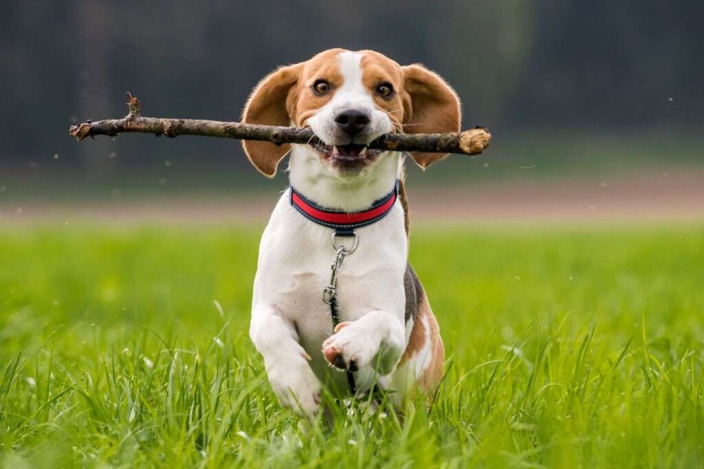Un Beagle gioca al parco con un rametto
