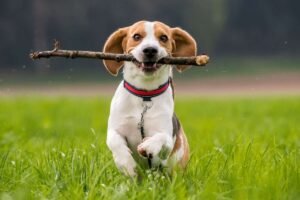 Un Beagle gioca al parco con un rametto