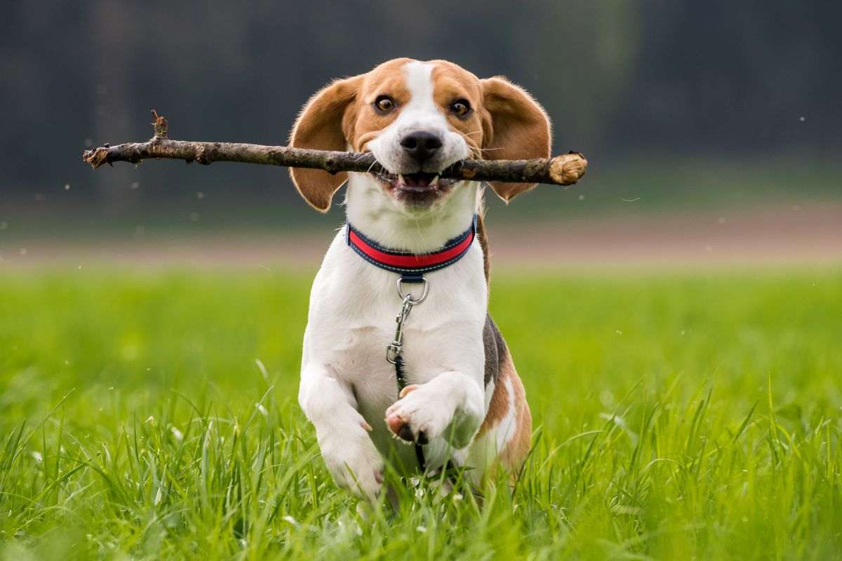 Un Beagle gioca al parco con un rametto