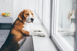 Cane osserva dalla finestra