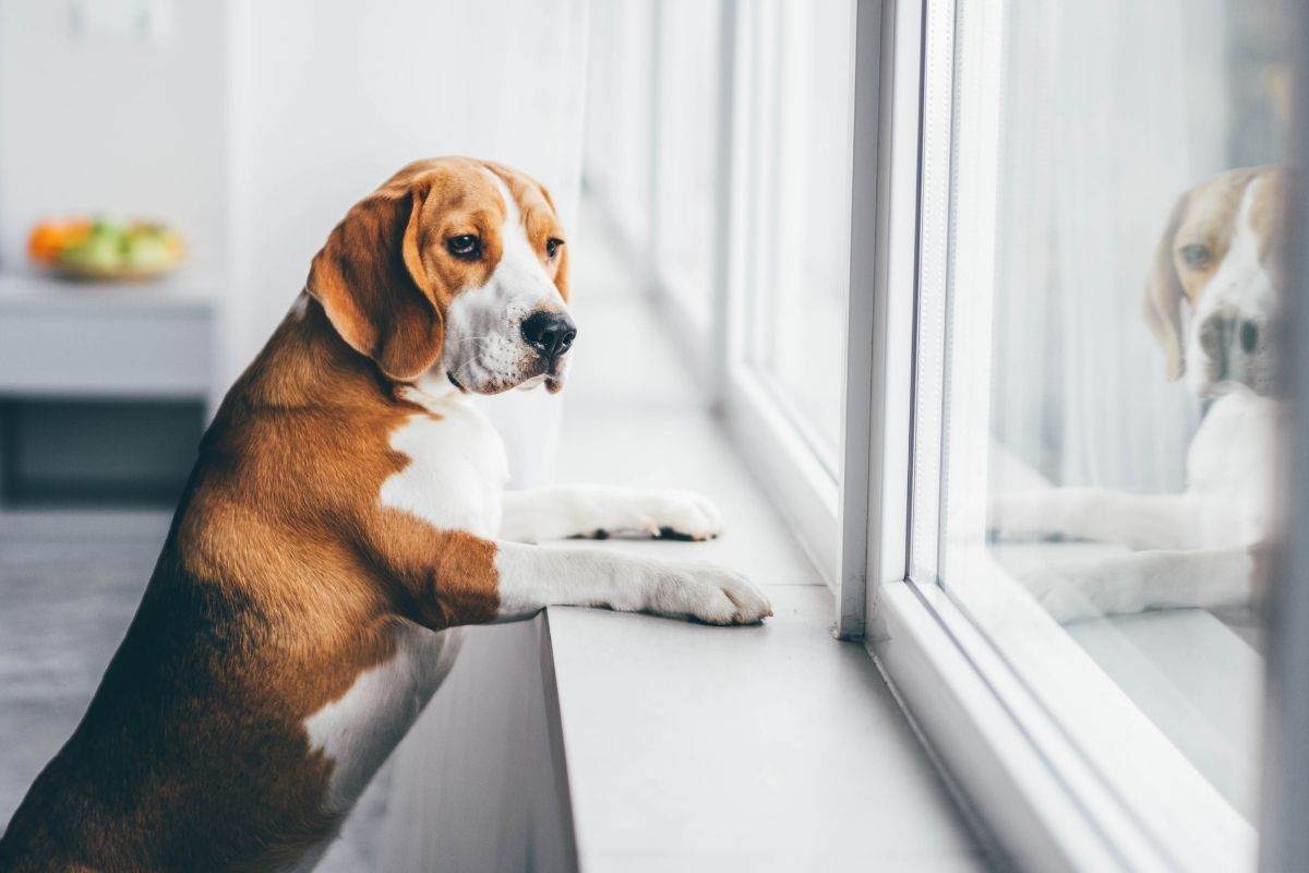Cane osserva dalla finestra