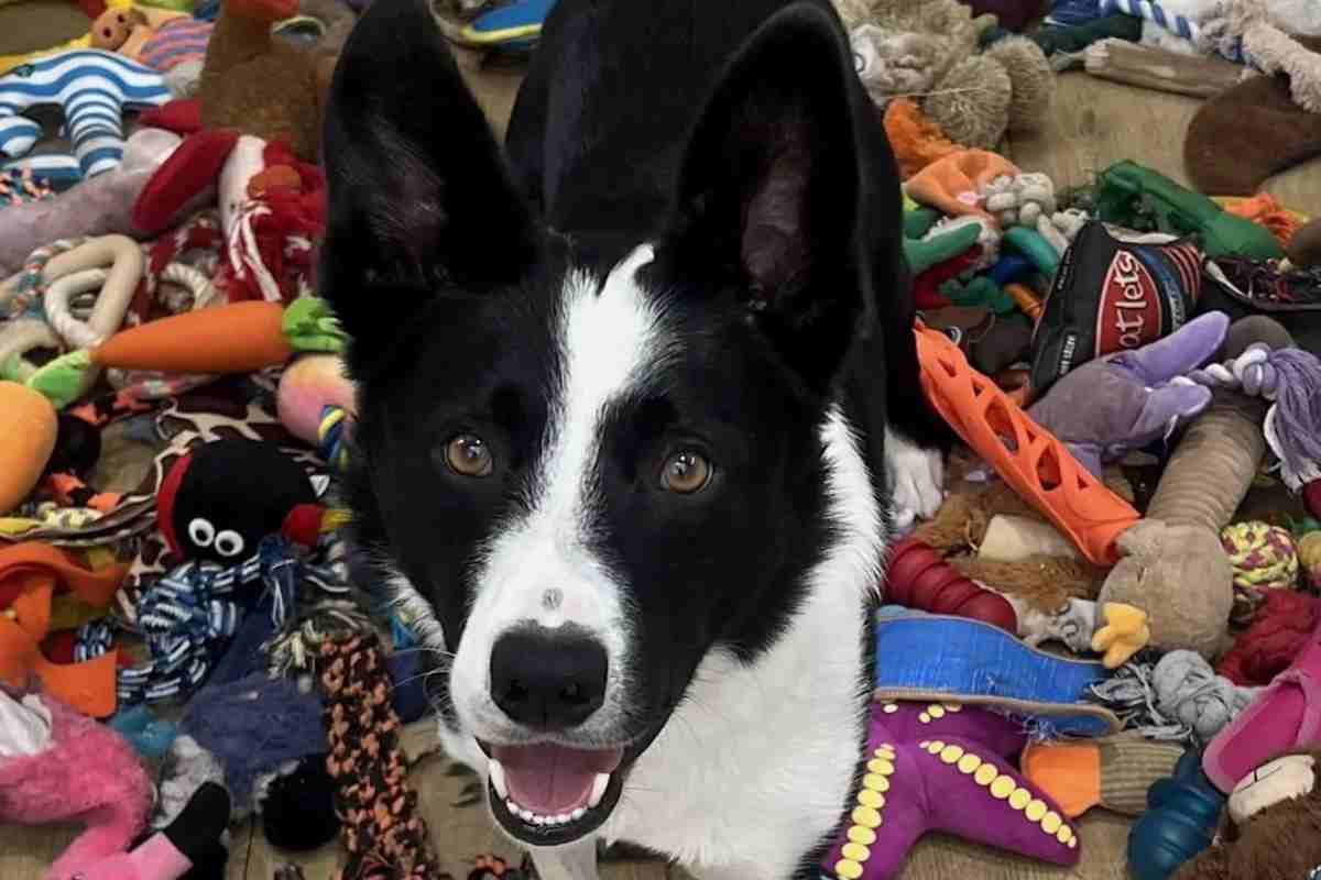 un primo piano di Harvey