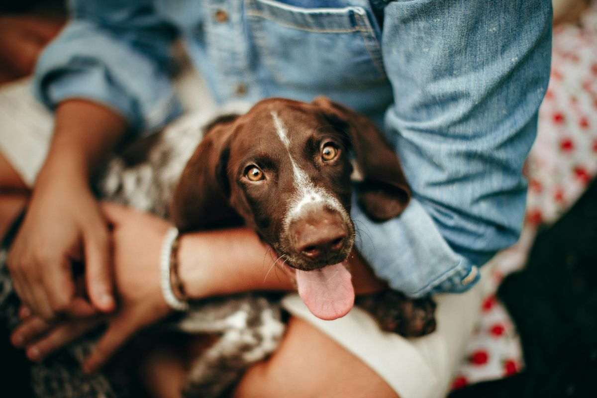 Cane si stringe tra le braccia del padrone