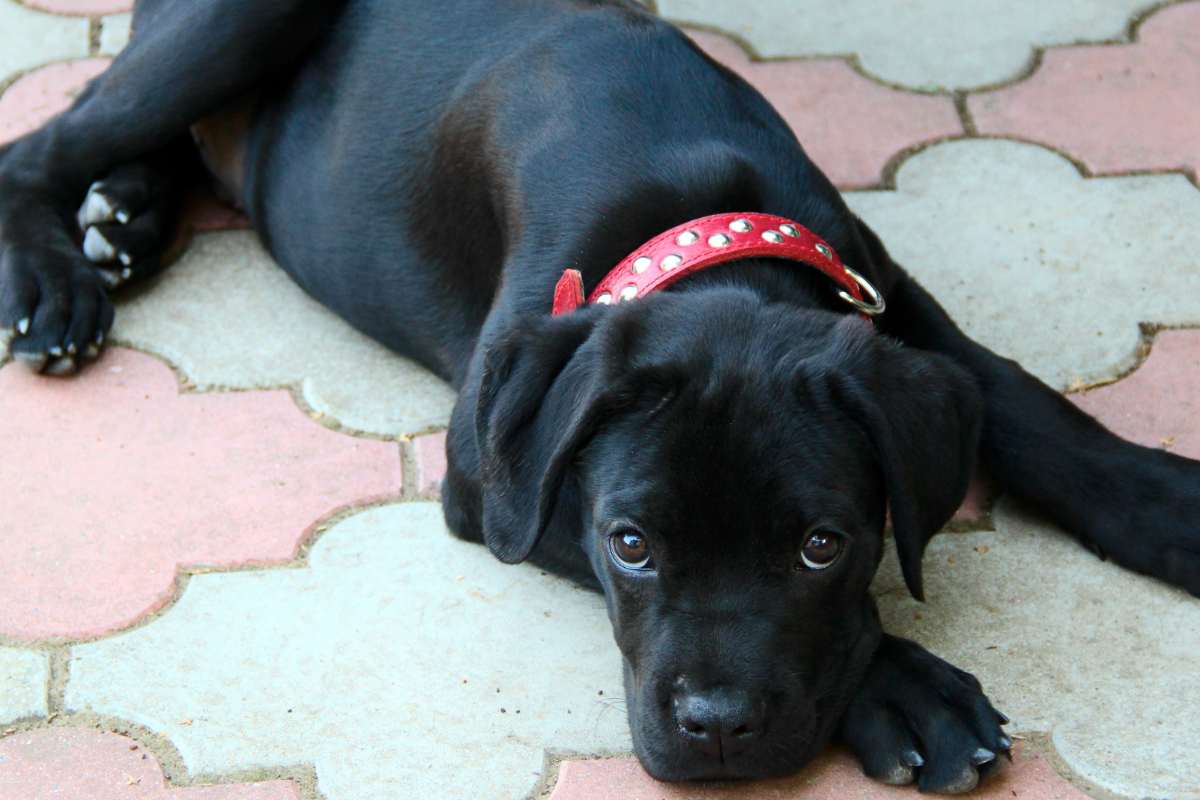 Un cucciolo dagli occhi dolci