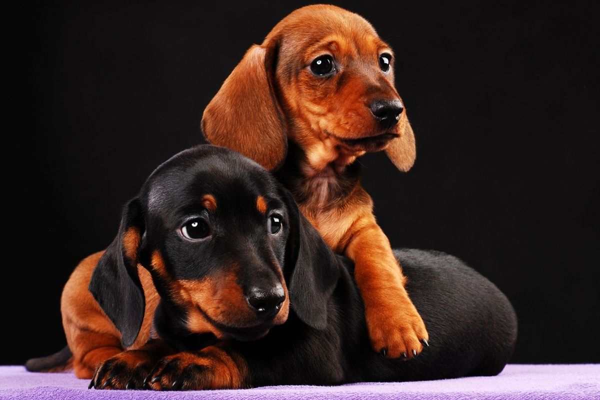 Cagnolini di poche settimane