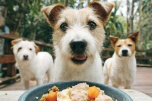 Cani affamati puntano pranzetto