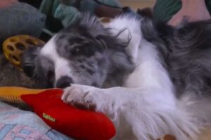 harvey con uno dei suoi giochi