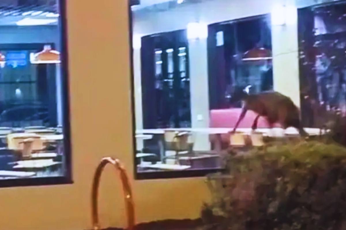 il canguro saltella dalla finestra del fast food