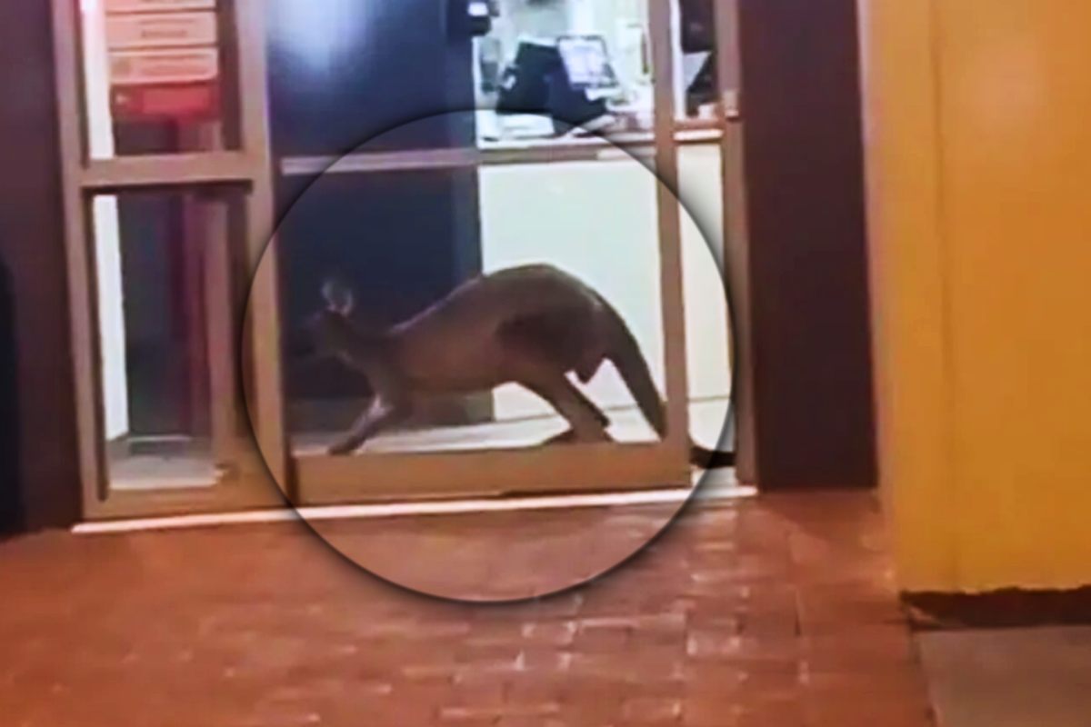 Il canguro nella catena KFC Australia