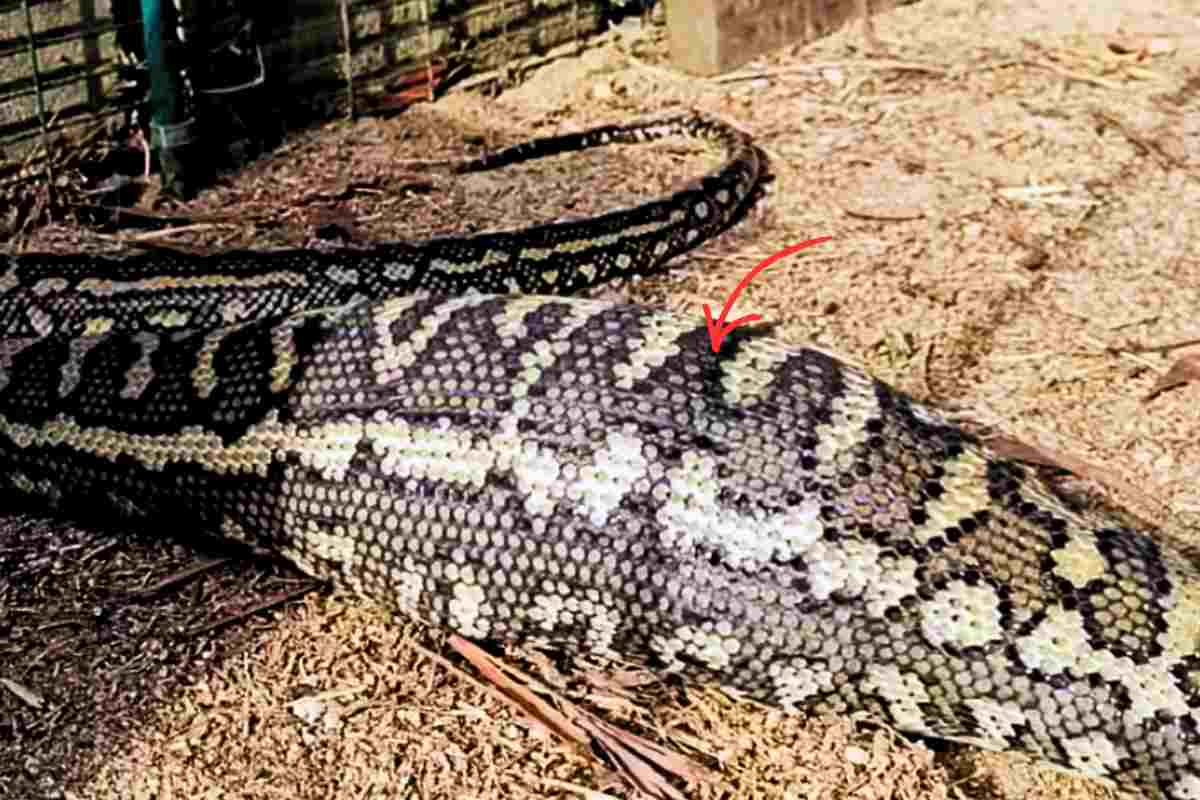 Un pitone mangia un animale