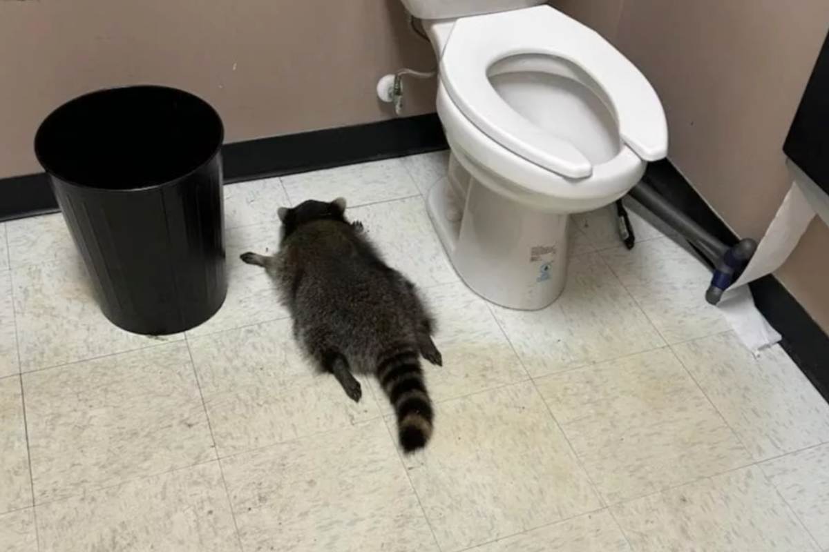 procione ubriaco trovato svenuto