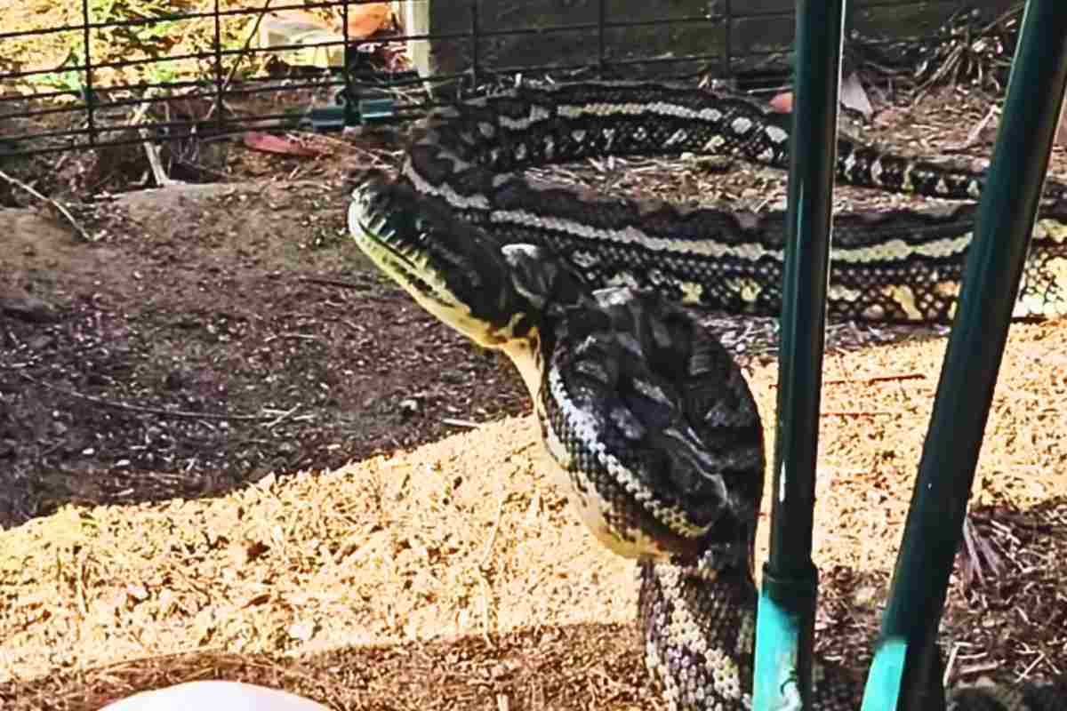 Serpente cattura preda e la digerisce