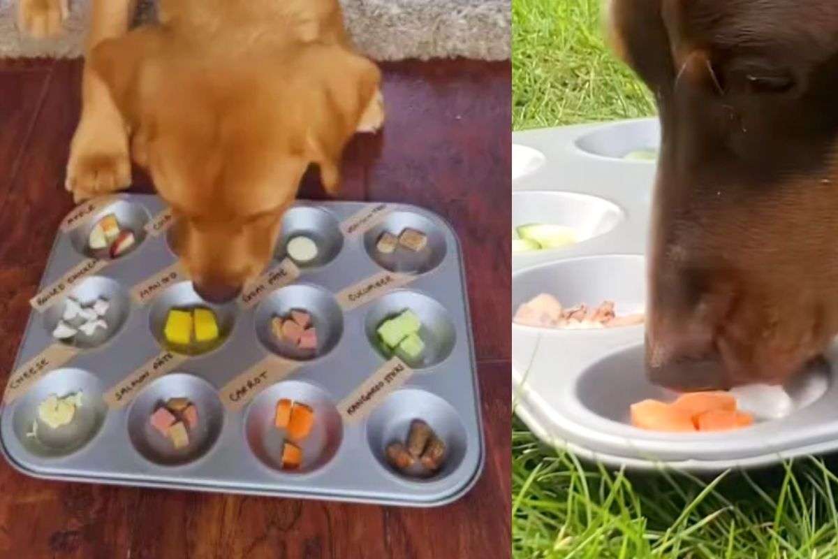 Test di una cinofila britannica