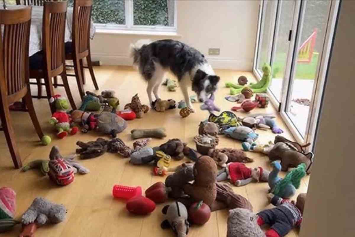 Harvey tra i suoi giocattoli