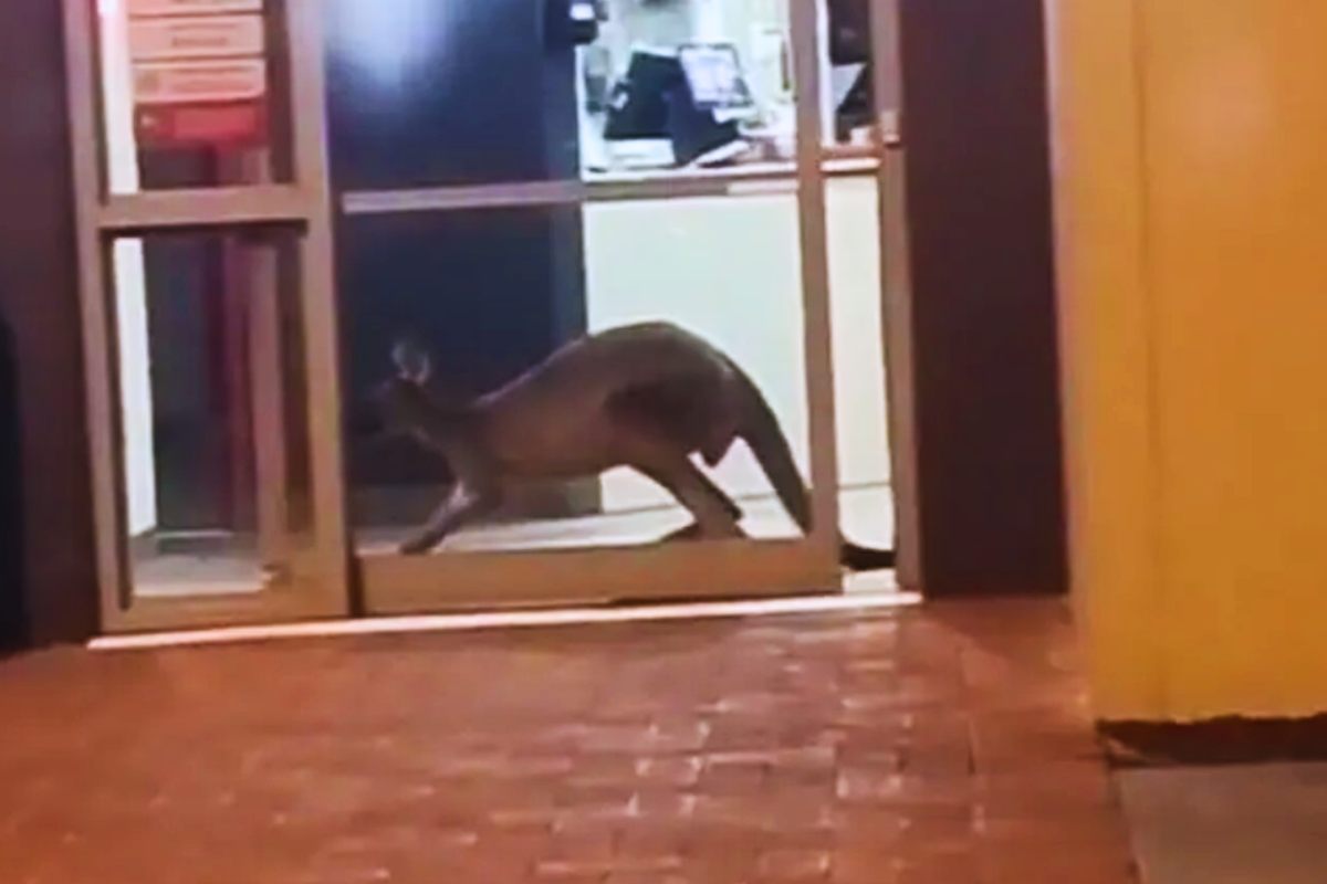 L'animale entra nel fast food KFC australiano