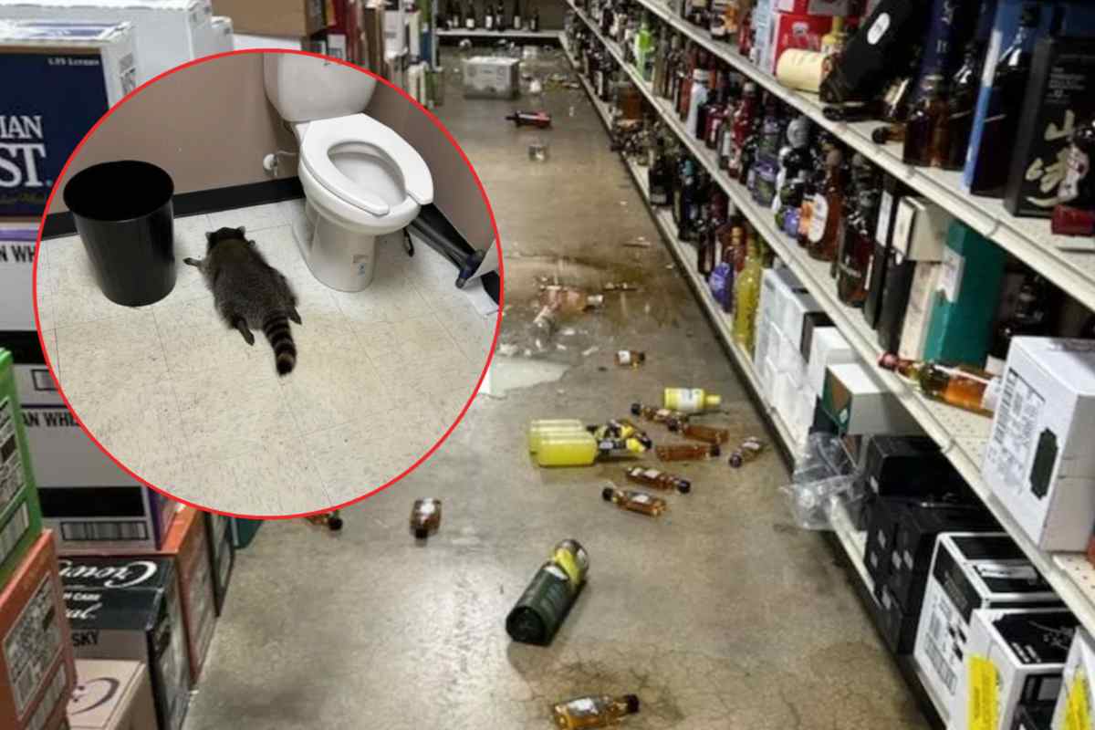 Procione si ubriaca con l'alcol