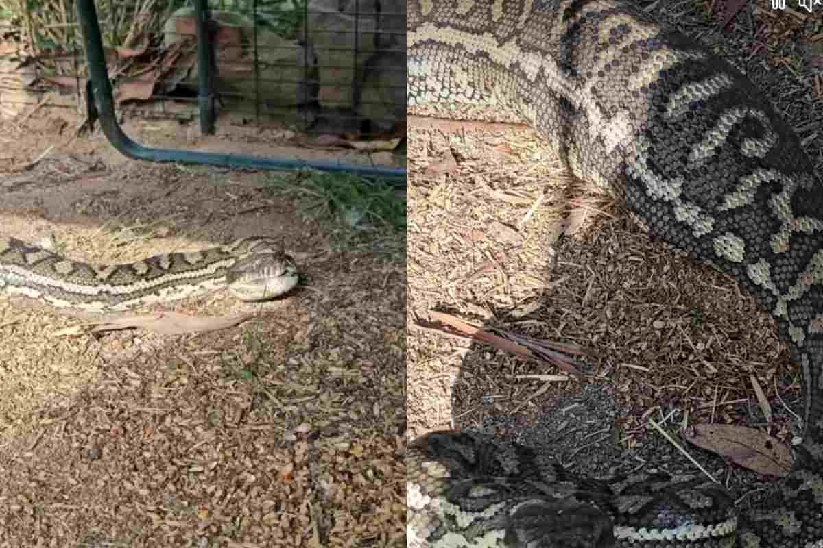 Morelia spilota mcdowelli digestione