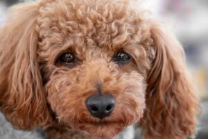 Lacrimazione del cane