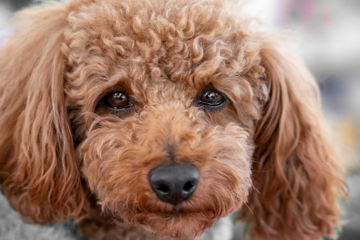 Lacrimazione del cane