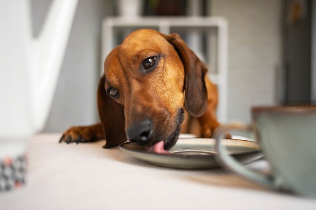 Un bassotto consuma un pasto in tavola