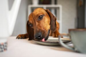 Un bassotto consuma un pasto in tavola