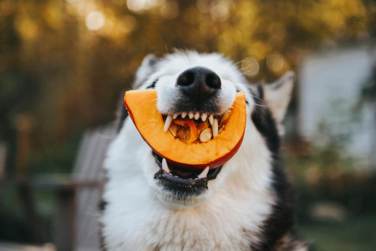 Cane affamato addenta zucca