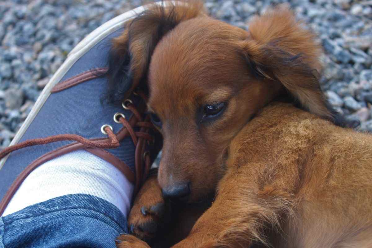 Un bassotto attaccato al piede del padrone